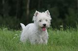 WESTIE 417